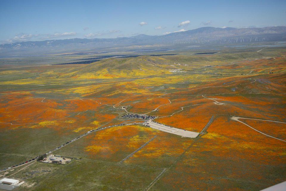 Poppy superbloom in the California desert
