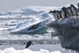 Adélie penguins thrive on the Danger Islands