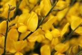 2019/04/yellow-1383749_960_720-e1556596417539.jpg