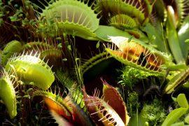 2019/05/flytrap.jpg