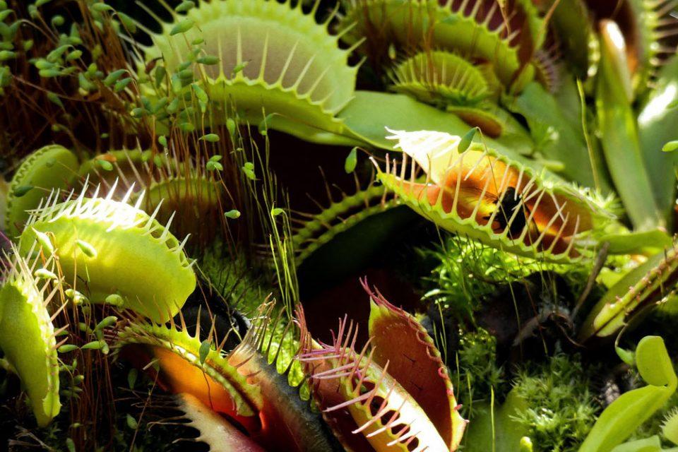 What Are Digestive Plant Enzymes?