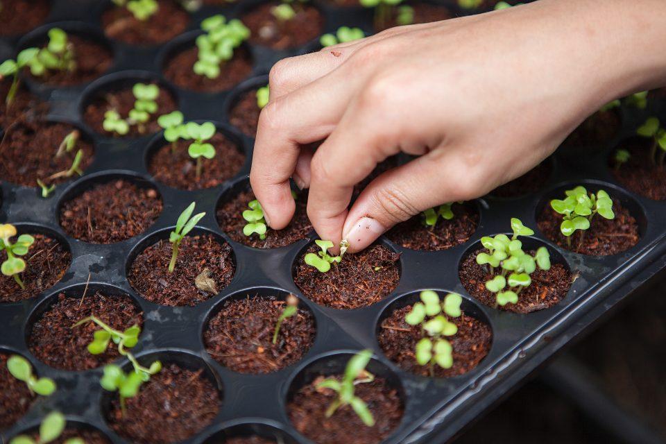 How To Get Started Urban Farming
