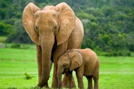 Carbon is the basis for all life on our planet