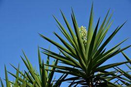 2019/05/yucca.jpg