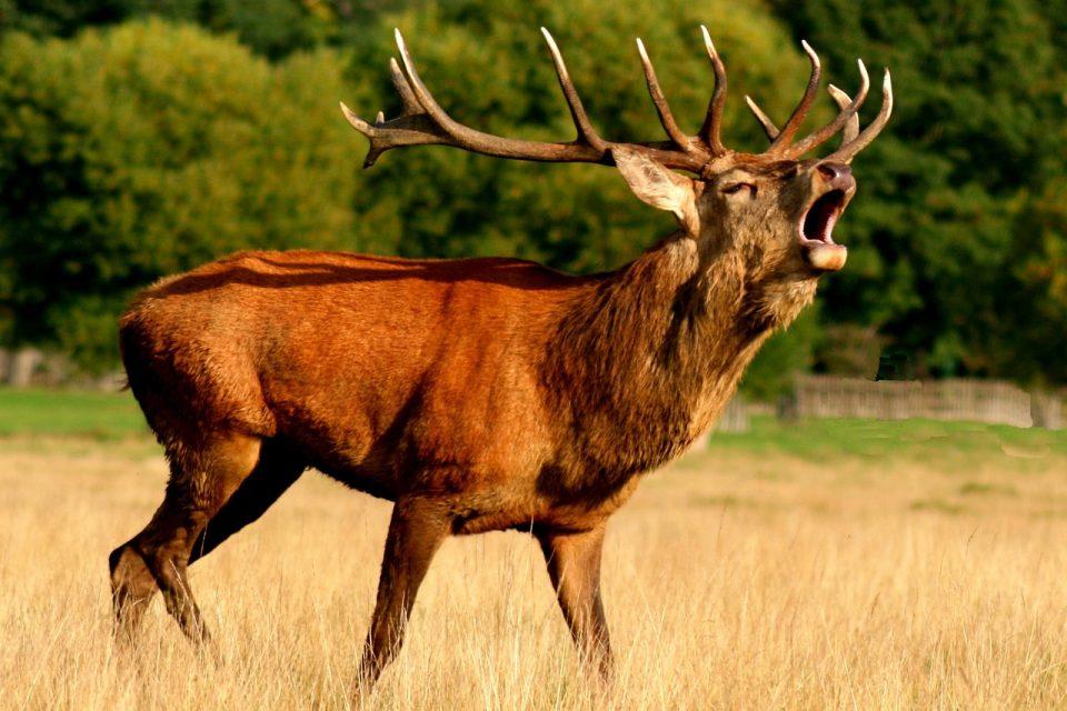 5 Coolest Taiga Animals