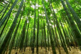 2019/06/nature-1283976_960_720.jpg