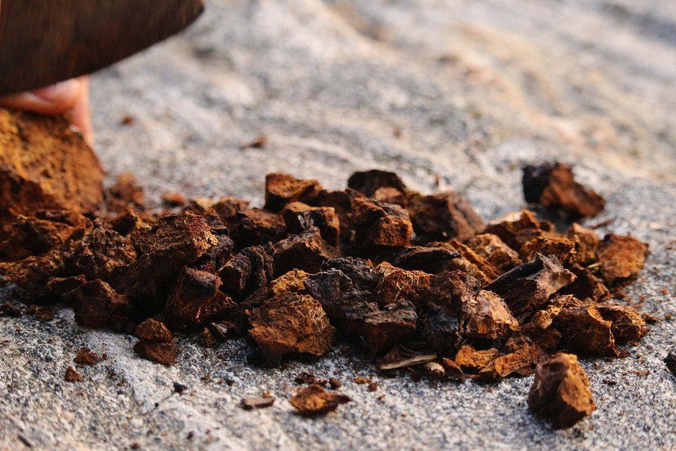 What Is Chaga? Intro to the Alaskan Medicinal Mushroom