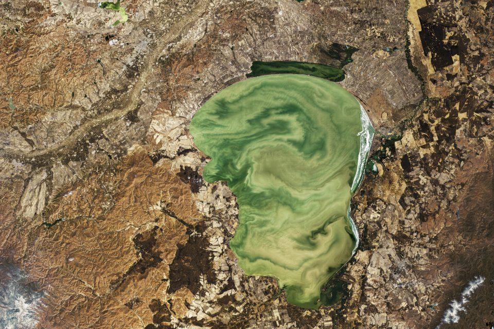 Striking green swirls in Lake Khanka