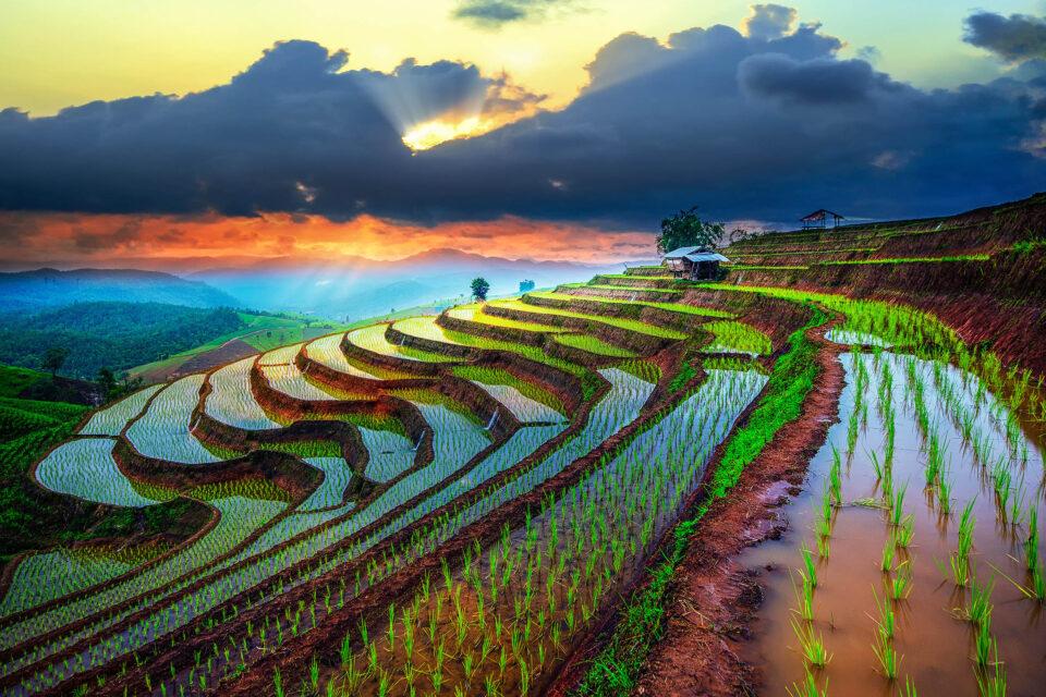 What Is Terrace Farming?