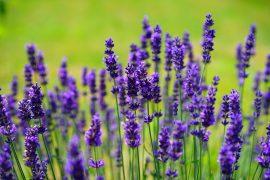 2019/07/lavender-1117275_1280.jpg