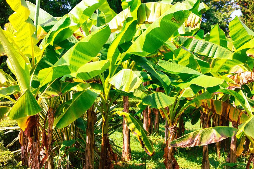 How to Identify the 10 Most Common Fruit Plants