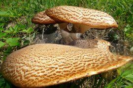 2019/07/mushroom-58813_1280.jpg