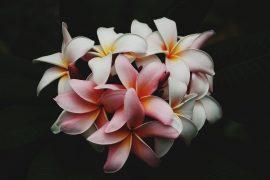 2019/07/beautiful-1851480_1920.jpg