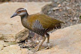 2019/08/1280px-GuamRail02.jpg