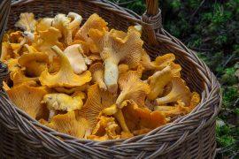2019/08/mushrooms.jpg