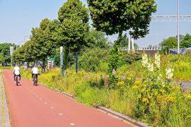 Rotterdam,,The,Netherlands,,June,24,,2024:,Hollyhocks,And,Other,Wildflowers