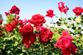 Focus,On,Red,Roses,In,A,Rose,Field