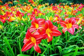 Flowering,Day-lily,Flowers,(hemerocallis,Flower),,Closeup,In,The,Sunny,Day.