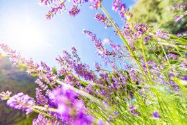 Sunlight,Closeup,Lavender,Field,Under,Blue,Sky,Sun,Rays,Banner