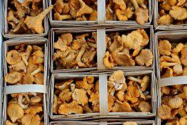 2019/08/mushrooms-1623893_1280.jpg