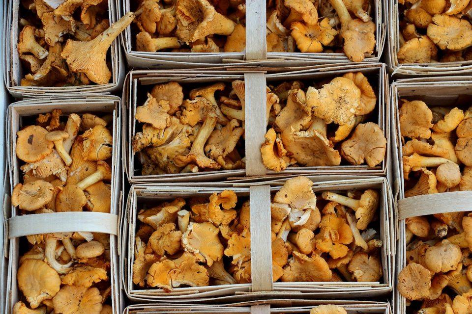 How to Find Chanterelle Mushrooms and Cook with Them