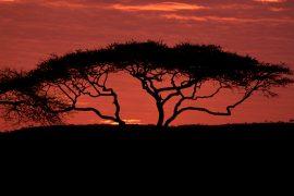 2019/08/acacia-tree-603615_1920.jpg