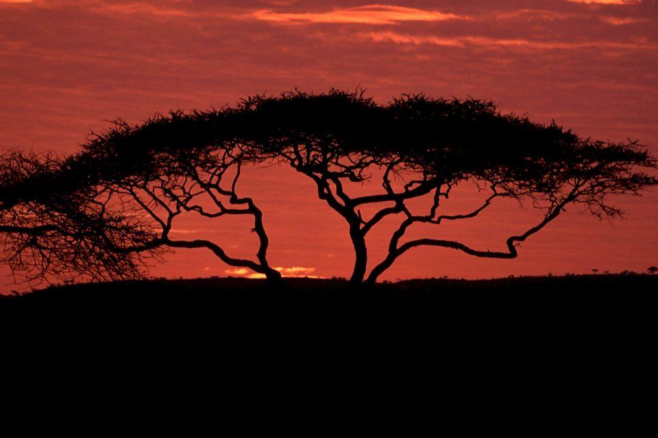 7 of the Coolest Savanna Plants
