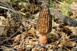 2019/09/morel.jpg
