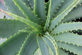 2019/09/aloe-vera-6780401.jpg