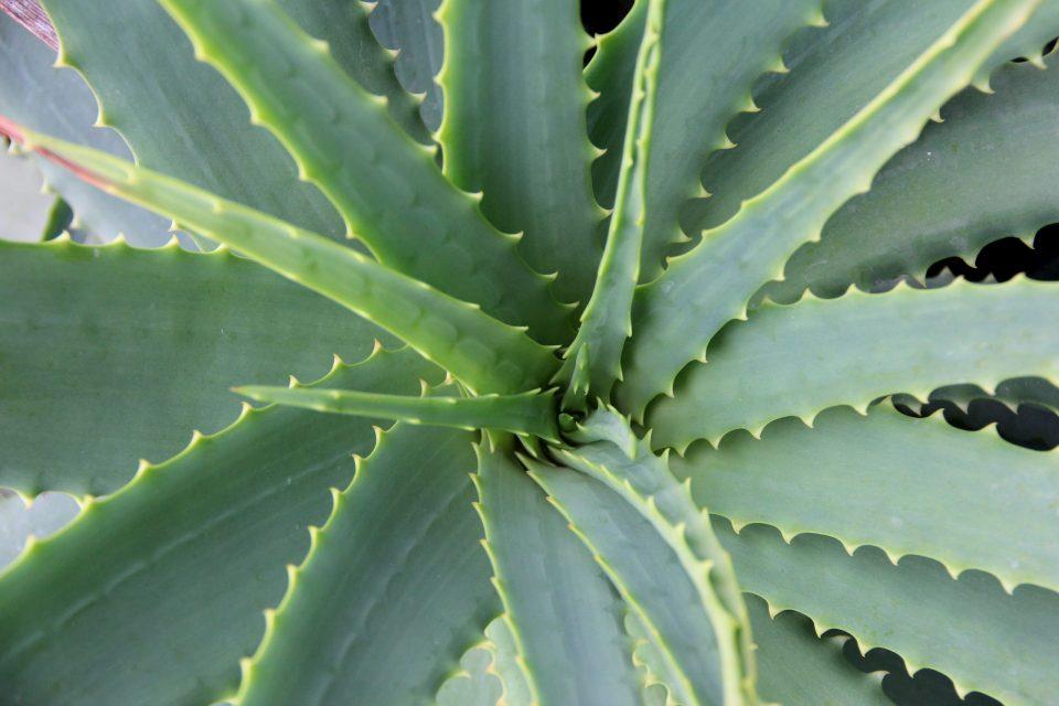 Can You Use Aloe Vera for Acne?