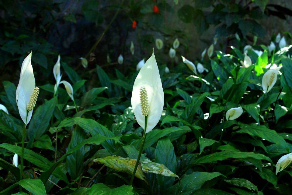The Ultimate Guide to Peace Lily Care