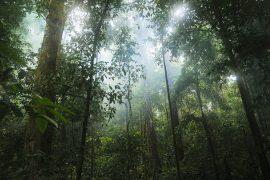 2019/09/jungle-601542_1280.jpg
