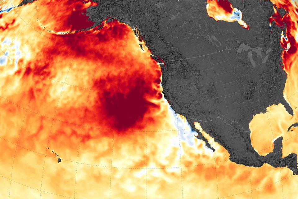Massive marine heatwave strikes the northeastern Pacific
