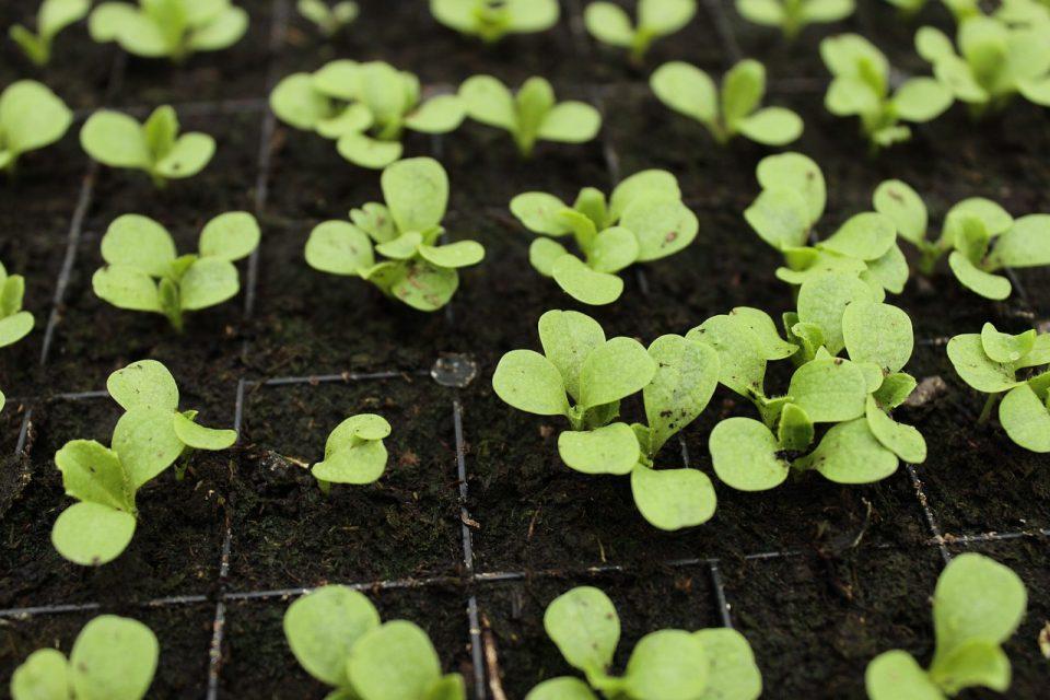 How To Visit a Plant Nursery Like a Pro