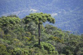 What is a Monkey Puzzle Tree?