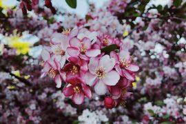 2019/09/spring-3404953_1280.jpg