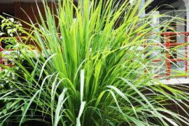 Lemongrass,Plant,Or,Cymbopogon,Citratus,Is,A,Plant,Whose,Leaves