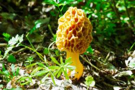 2019/09/morel-mushrooms_how-to-find_foraging_1m.jpg
