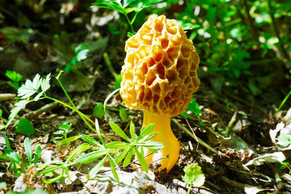 How to Find Morel Mushrooms and Avoid False Morels