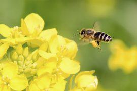 How do bees execute such flawless turns?