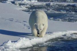 Loss of Arctic sea ice threatens polar bears