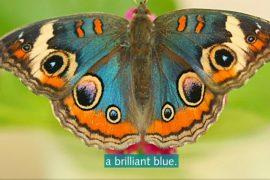 How butterfly wings shift their color