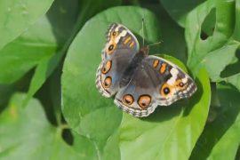 Butterflies create iridescent colors