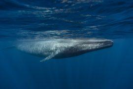 Blue whale feeding in surface waters