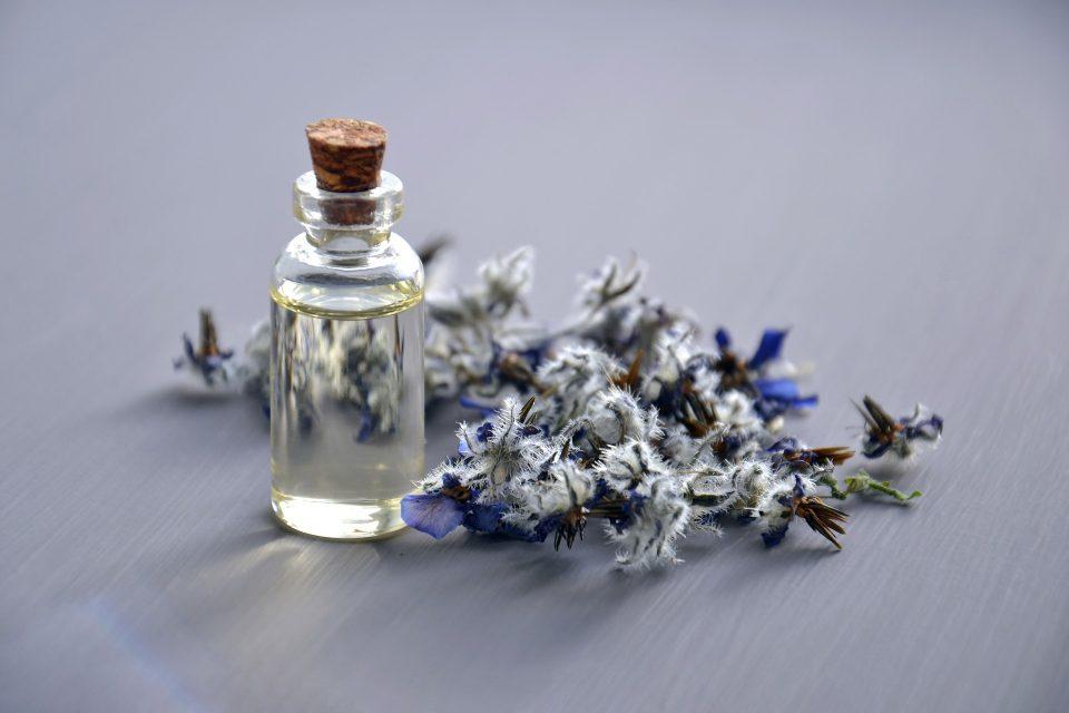 What Is a Borage Flower?