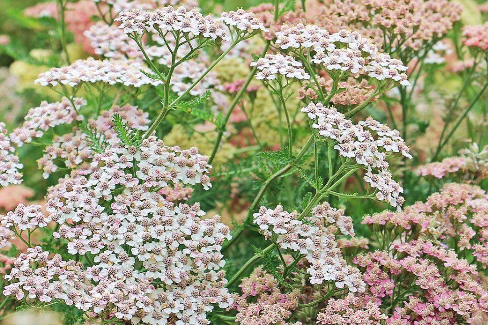 Top Yarrow Uses and Where to Find It