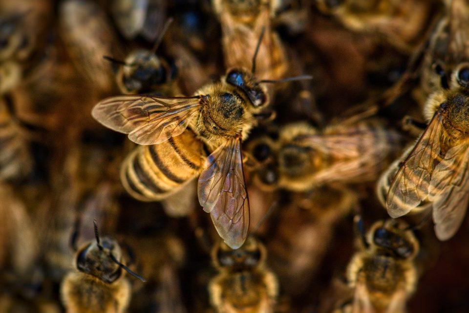 How to Plant an Excellent Pollinator Garden