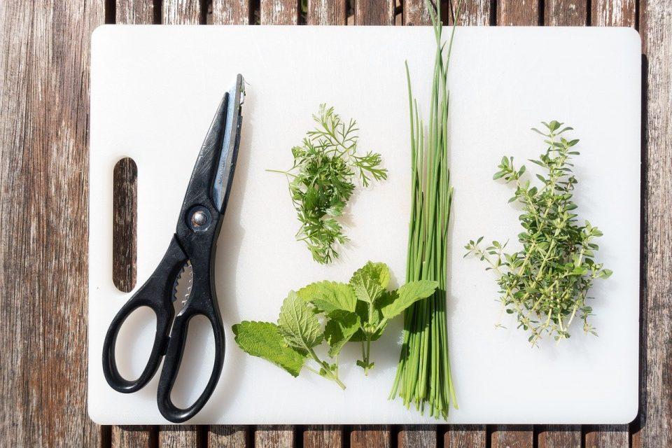 Top Lemon Balm Uses