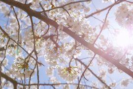 Spring showers stir up tiny pollen particles