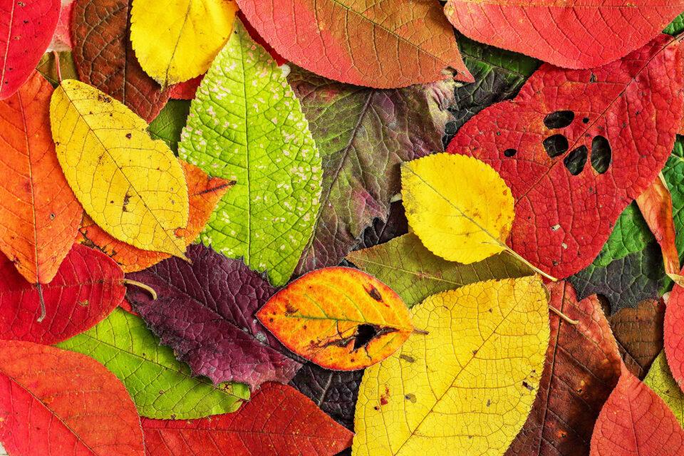 Helpful Tips for Tree Leaf Identification